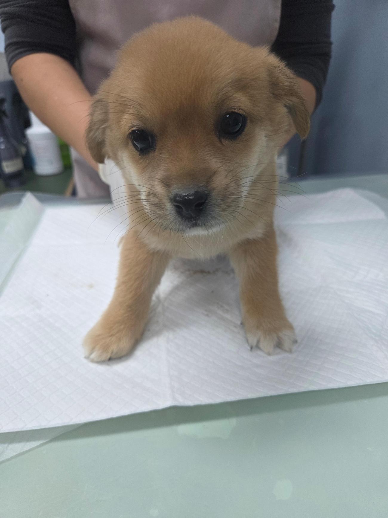 보호중 믹스견의 가…